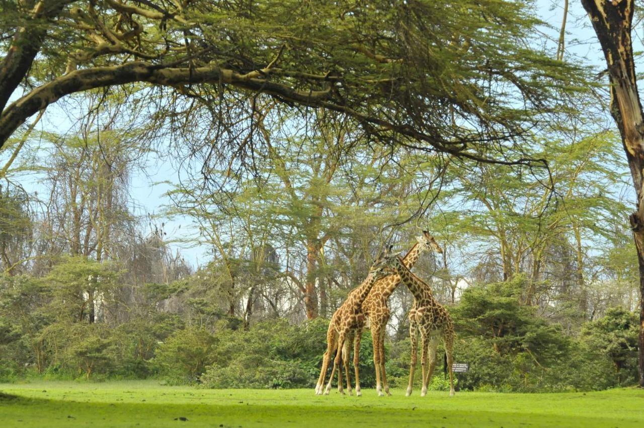 Lake Naivasha Sopa Resort Zewnętrze zdjęcie